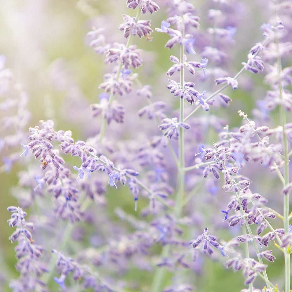 Ätherischeöle Lavendel Aromatherapie